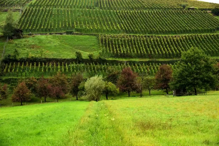 Vin de Bourgogne : comprendre appellations et terroirs