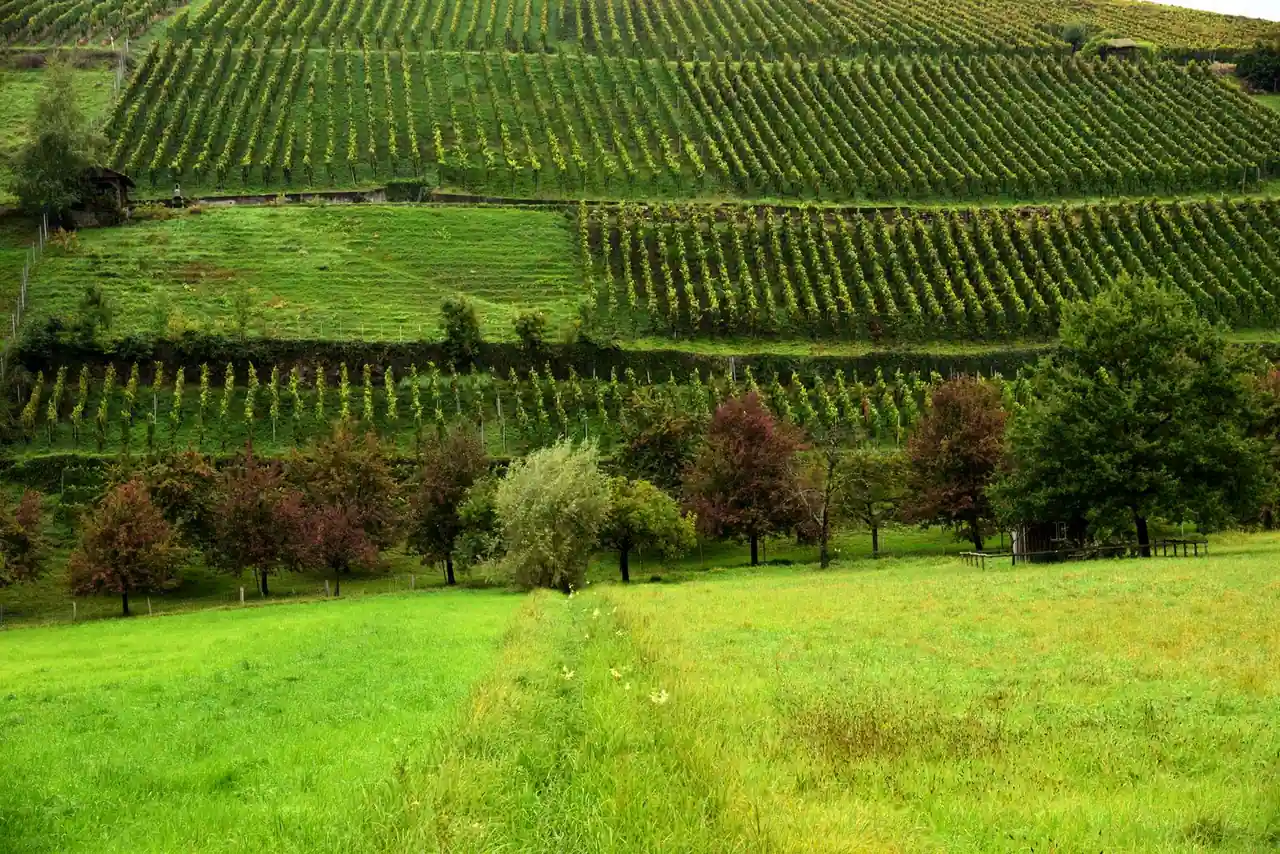 Rangs de vigne s'étirant sur un coteau verdoyant et vallonné