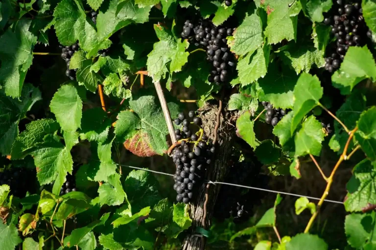 Vin de Gaillac : cépages, styles et accords d&rsquo;un grand vignoble du Tarn
