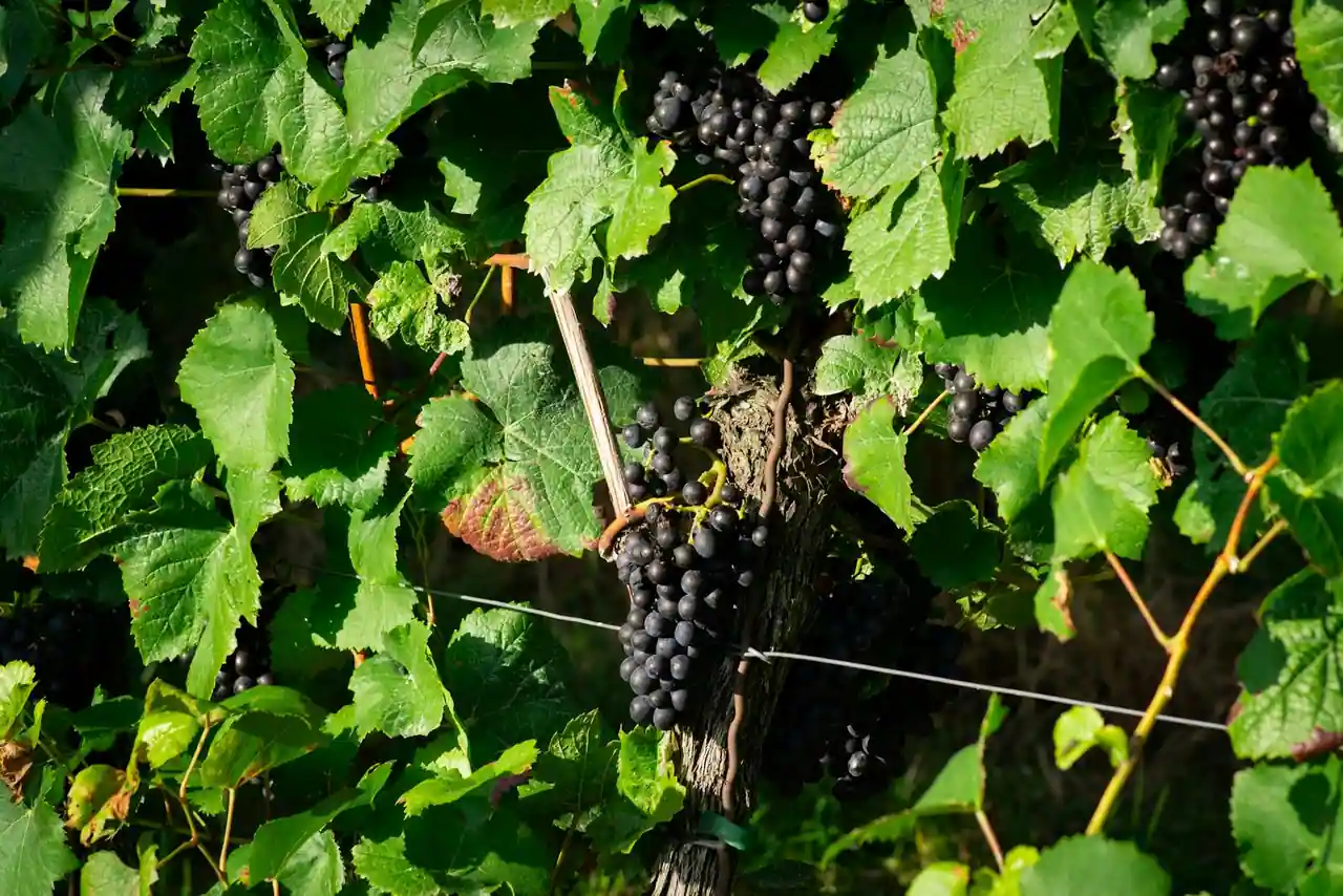 Grappes de raisin noir mûres sur la vigne au soleil