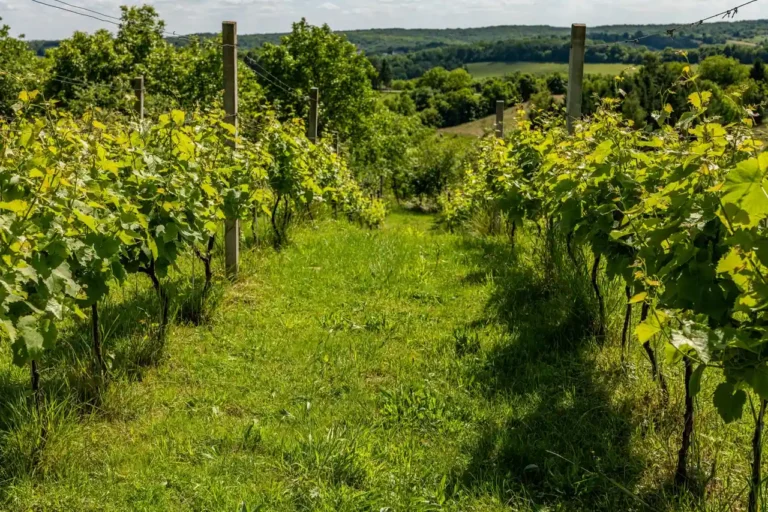 Vin marocain : régions, cépages et le secret du vin gris