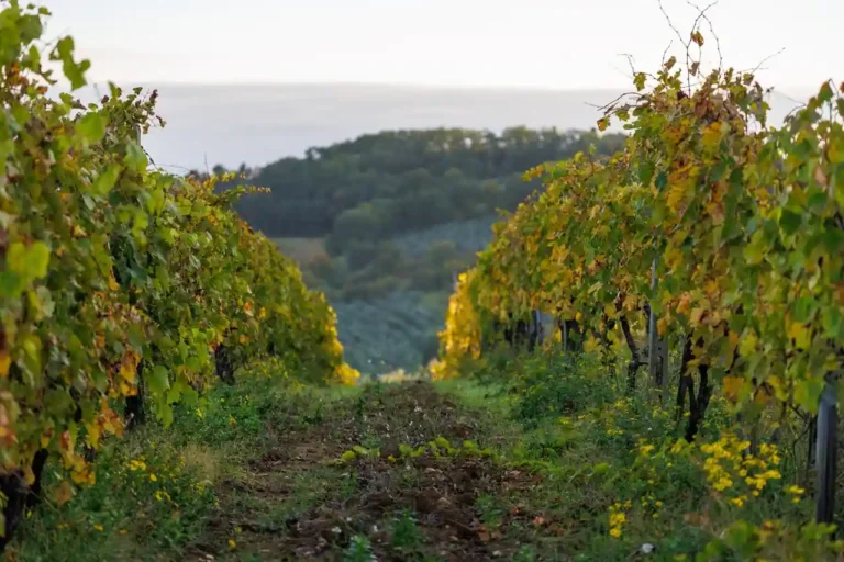 Vin Nuits-Saint-Georges