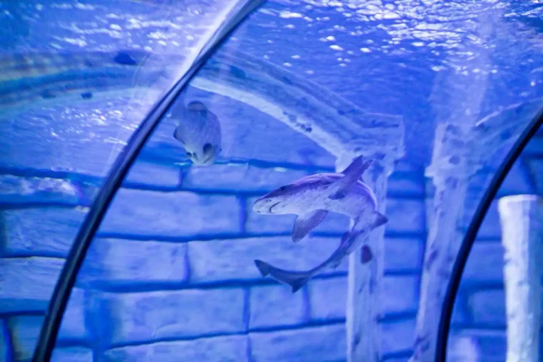 Restaurant sous la mer : ces tables immergées qui existent vraiment