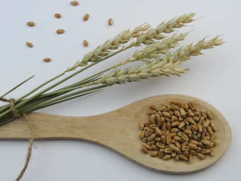 Sans gluten, c&rsquo;est quoi ? Définition et vraies raisons