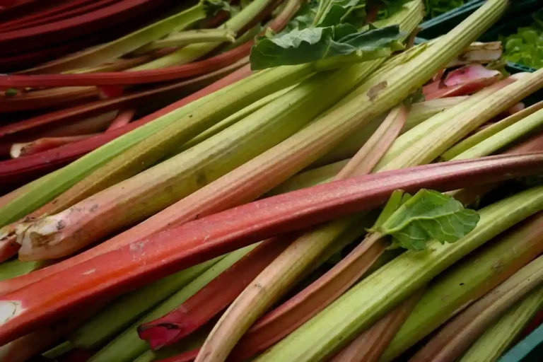 Desserts à la rhubarbe : régler l&rsquo;eau et l&rsquo;acidité d&rsquo;abord