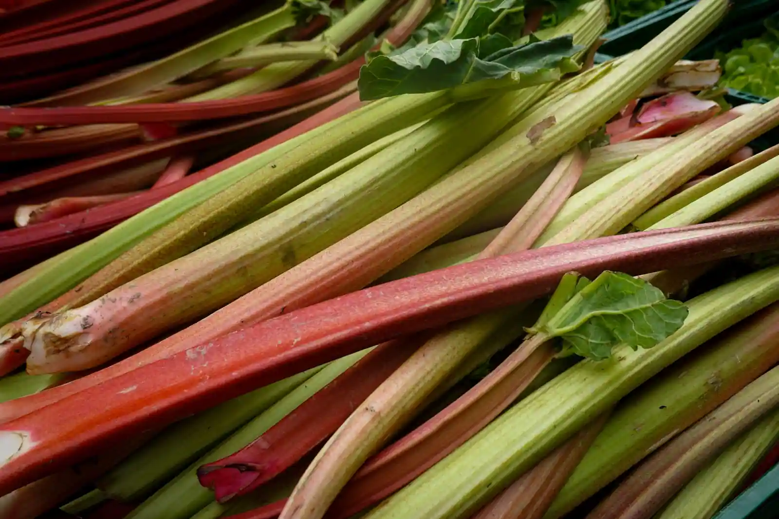Tiges de rhubarbe rouges et vertes empilées sur un étal, quelques feuilles encore attachées.