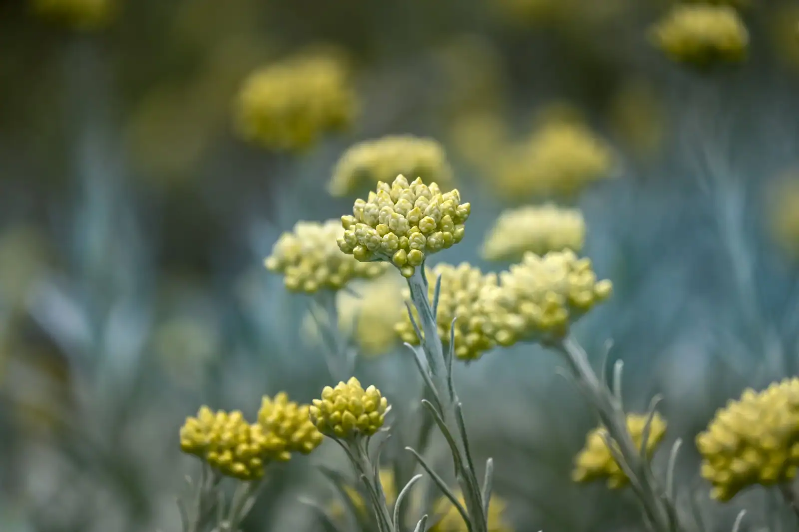 Bouquets de petites fleurs jaunes d'hélichryse italienne au-dessus d'un feuillage gris argenté
