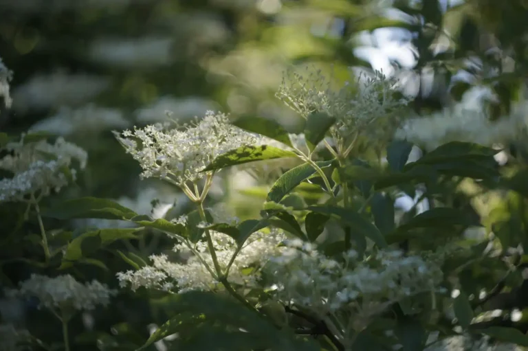 Vin de sureau : fleurs ou baies, la méthode et les pièges